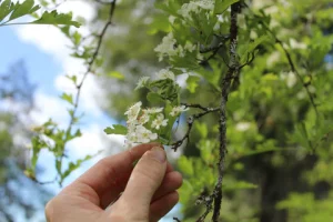 Hawthorn Leaf + Flower