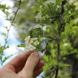Hawthorn Leaf + Flower