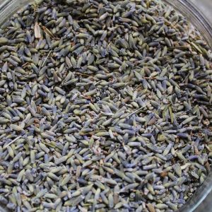 English Lavender Flowers