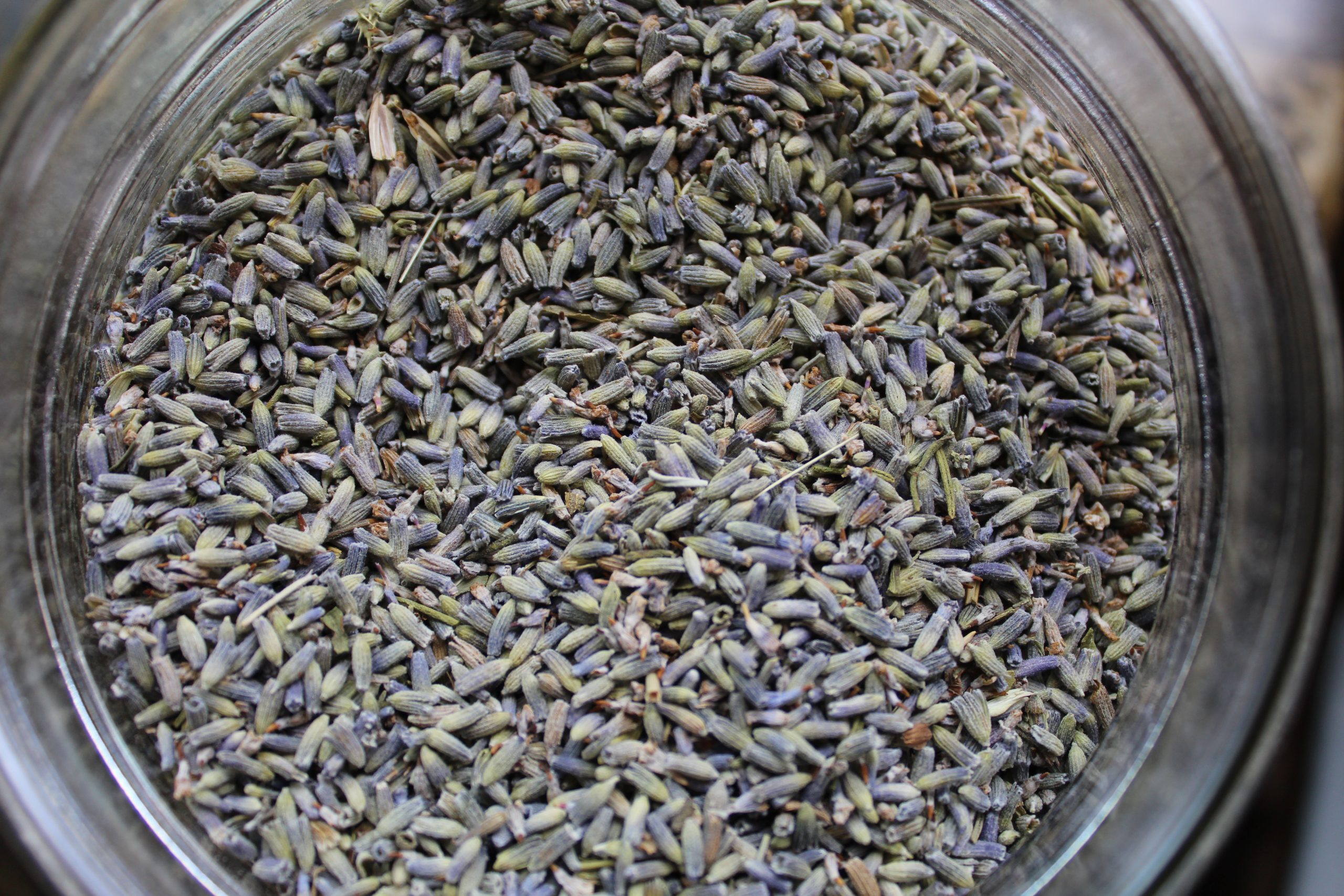 English Lavender Flowers
