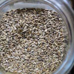 Milk Thistle Seeds